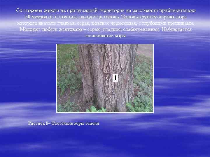 Со стороны дороги на прилегающей территории на расстоянии приблизительно 50 метров от источника находится