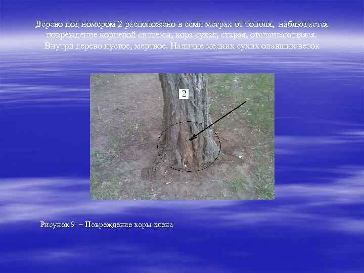 Дерево под номером 2 расположено в семи метрах от тополя, наблюдается повреждение корневой системы,