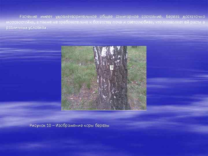 Растение имеет удовлетворительное общее санитарное состояние. Береза достаточно морозостойка, а также не требовательна к