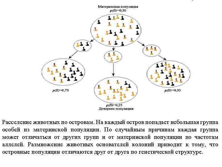 Расселение животных по островам. На каждый остров попадает небольшая группа особей из материнской популяции.
