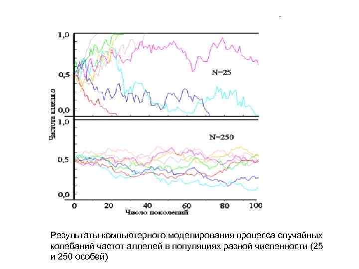 Результаты компьютерного моделирования процесса случайных колебаний частот аллелей в популяциях разной численности (25 и