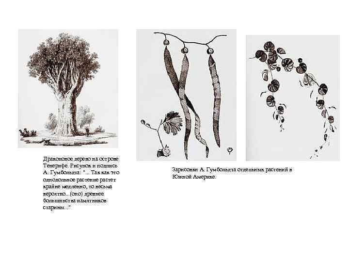 Драконовое дерево на острове Тенерифе. Рисунок и подпись А. Гумбольдта: ". . . Так