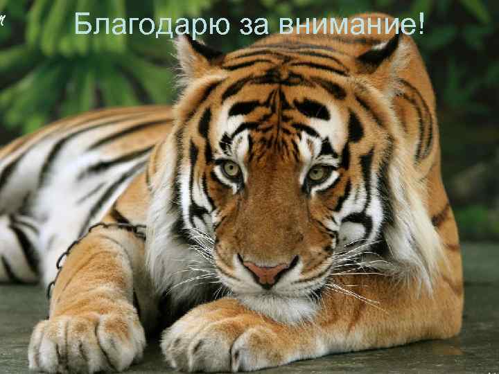 Благодарю за внимание! 