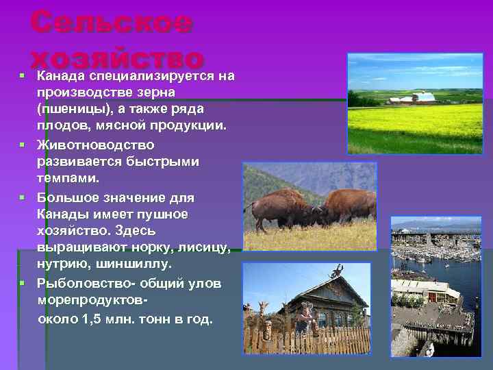 Сельское хозяйство на § Канада специализируется § § § производстве зерна (пшеницы), а также