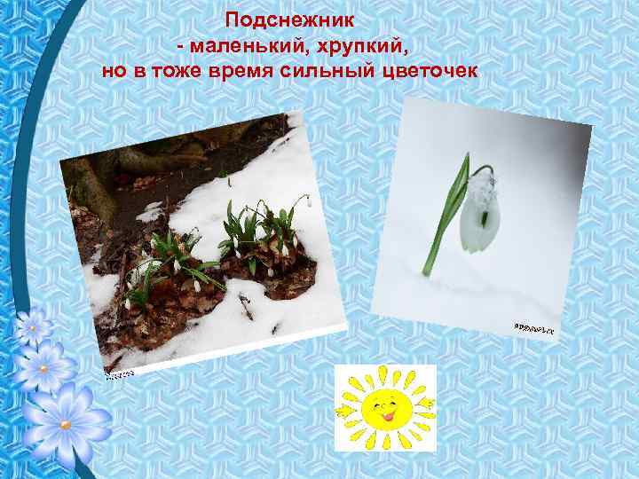 Подснежник - маленький, хрупкий, но в тоже время сильный цветочек 
