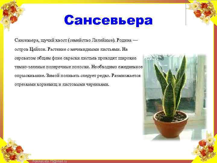 Сансевьера, щучий хвост (семейство Лилейные). Родина — остров Цейлон. Растение с мечевидными листьями. На