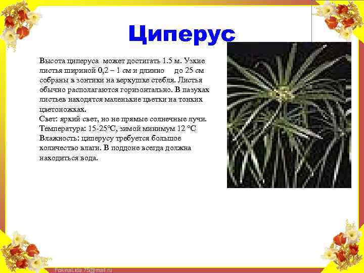 Циперус Высота циперуса может достигать 1. 5 м. Узкие листья шириной 0, 2 –