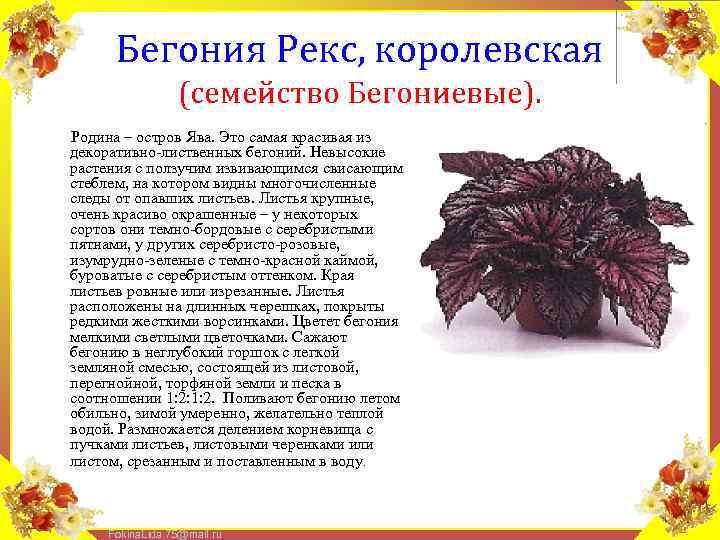 Бегония Рекс, королевская (семейство Бегониевые). Родина – остров Ява. Это самая красивая из декоративно-лиственных