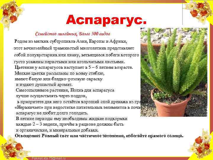 Аспарагус. Семейство лилейных. Более 300 видов Родом из мягких субтропиков Азии, Европы и Африки,