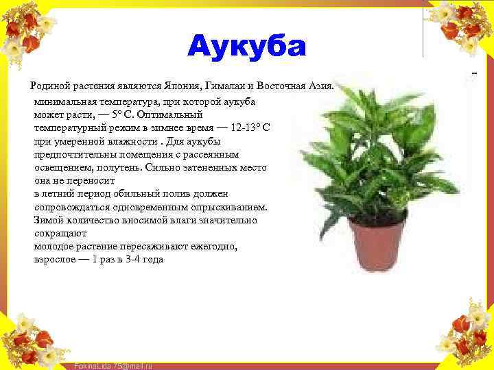 Аукуба Родиной растения являются Япония, Гималаи и Восточная Азия. минимальная температура, при которой аукуба