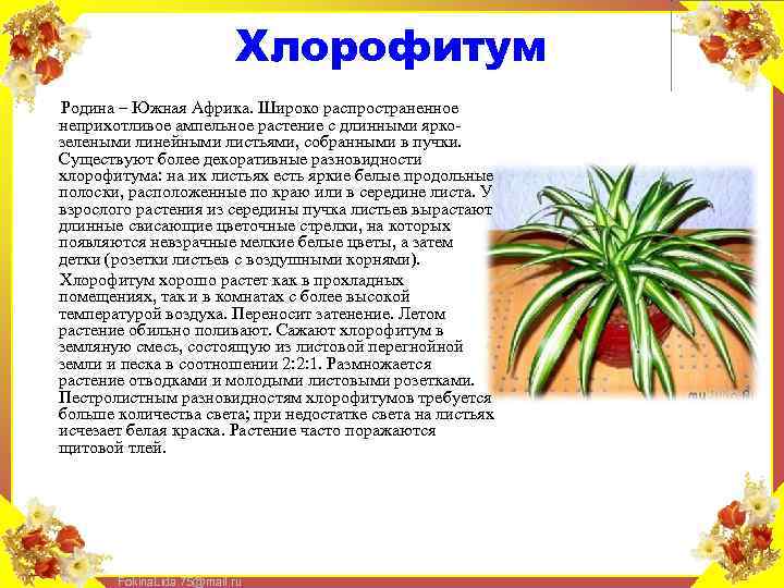 Хлорофитум Родина – Южная Африка. Широко распространенное неприхотливое ампельное растение с длинными яркозелеными линейными