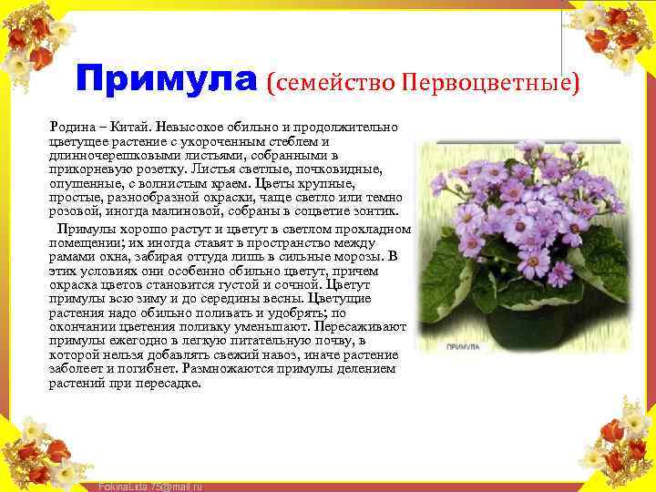 Примула (семейство Первоцветные) Родина – Китай. Невысокое обильно и продолжительно цветущее растение с укороченным