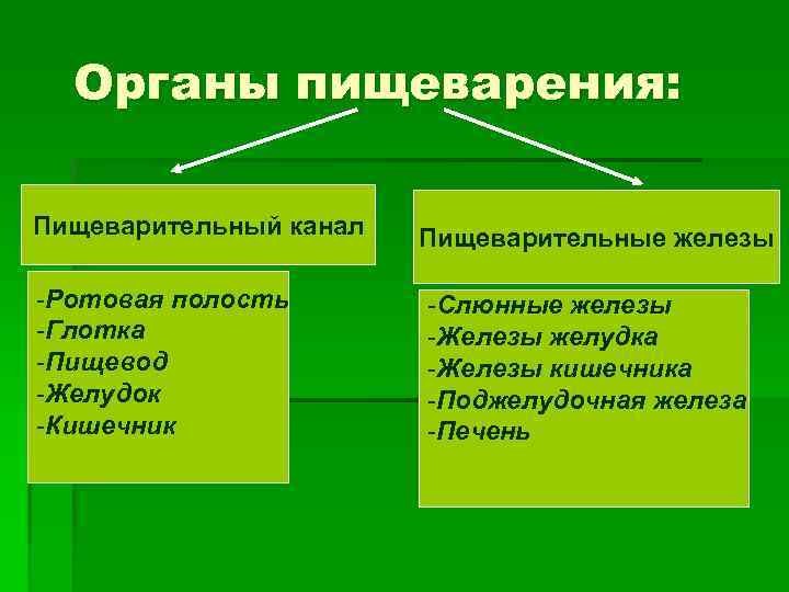 Органы пищеварения: Пищеварительный канал -Ротовая полость -Глотка -Пищевод -Желудок -Кишечник Пищеварительные железы -Слюнные железы