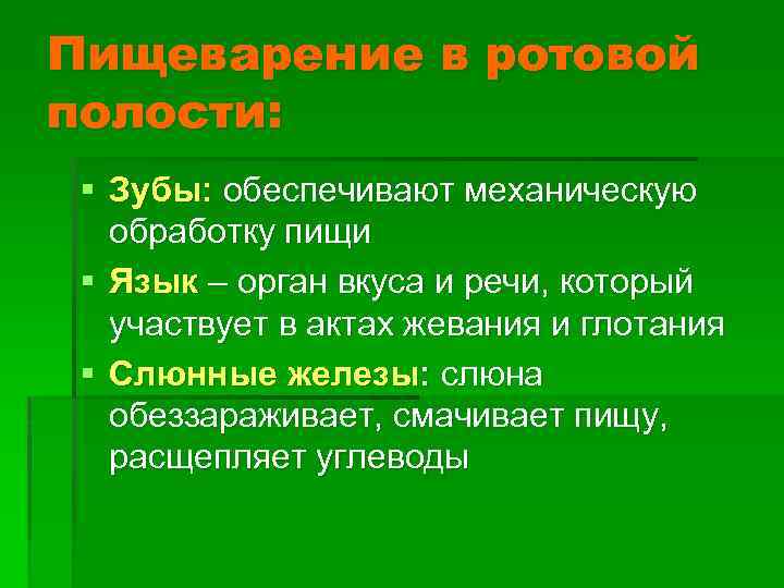 Пищеварение в ротовой полости: § Зубы: обеспечивают механическую обработку пищи § Язык – орган