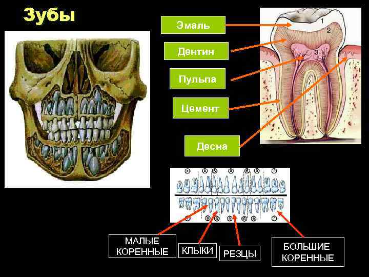 Зубы Эмаль Дентин Пульпа Цемент Десна МАЛЫЕ КОРЕННЫЕ КЛЫКИ РЕЗЦЫ БОЛЬШИЕ КОРЕННЫЕ 