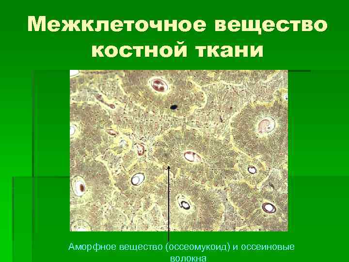 Межклеточное вещество костной ткани Аморфное вещество (оссеомукоид) и оссеиновые волокна 