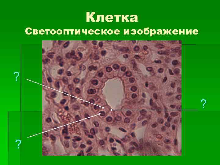 Клетка Светооптическое изображение ? ? ? 