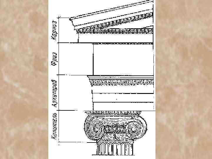  Пропорции греческих ордеров Модуль (единица измерения) – диаметр колонны. 2 1 1/2 1