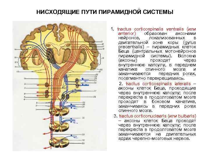 Пирамидный тонус