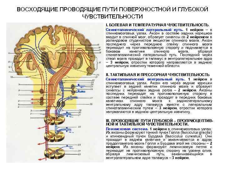 Какие проводящие пути