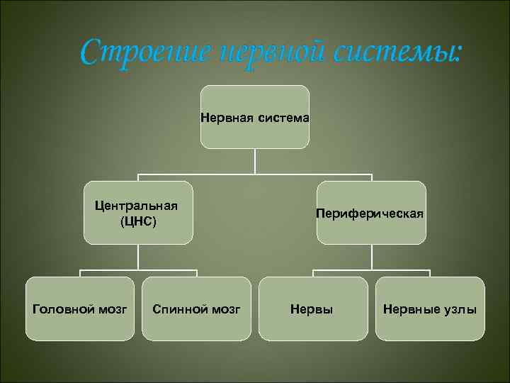 Строение нервной системы: Нервная система Центральная (ЦНС) Головной мозг Спинной мозг Периферическая Нервы Нервные