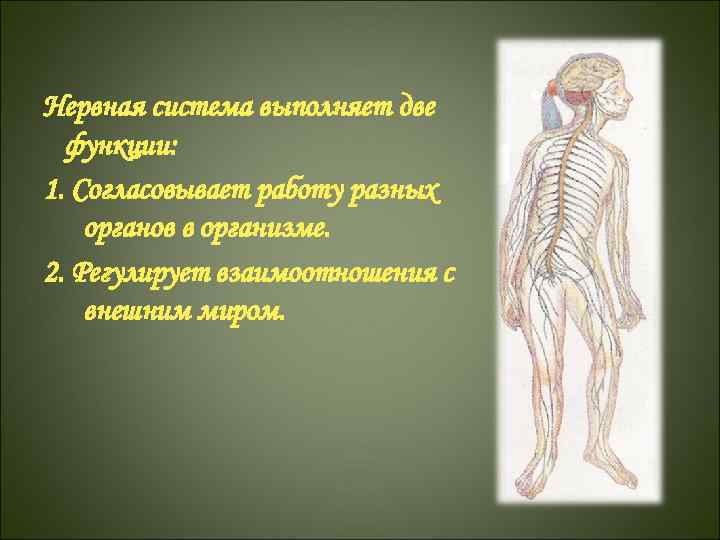 Нервная система выполняет две функции: 1. Согласовывает работу разных органов в организме. 2. Регулирует