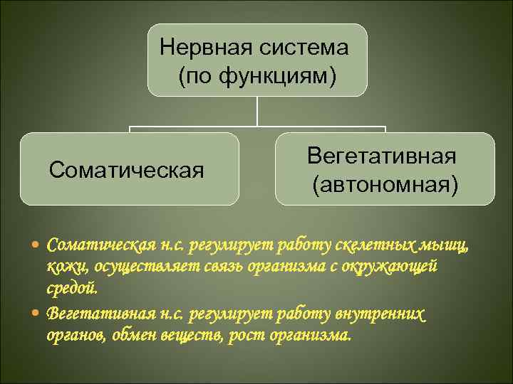 Нервная система (по функциям) Соматическая Вегетативная (автономная) Соматическая н. с. регулирует работу скелетных мышц,