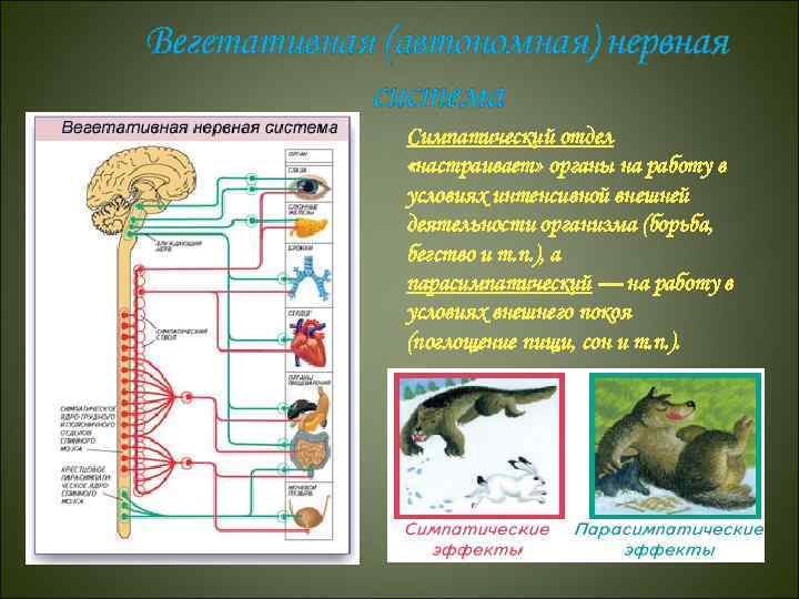 Вегетативная (автономная) нервная система Симпатический отдел «настраивает» органы на работу в условиях интенсивной внешней