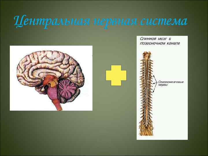 Центральная нервная система 