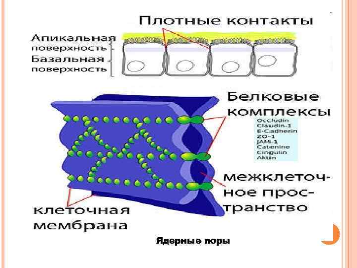 Ядерные поры 