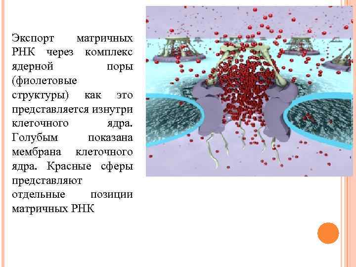 Экспорт матричных РНК через комплекс ядерной поры (фиолетовые структуры) как это представляется изнутри клеточного