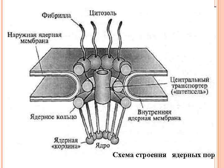 Схема строения fe 3