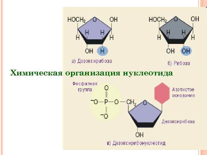 Химическая организация нуклеотида 