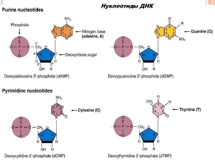 Нуклеотиды ДНК 