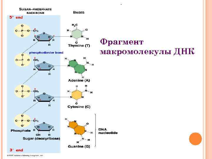 Фрагмент макромолекулы ДНК 