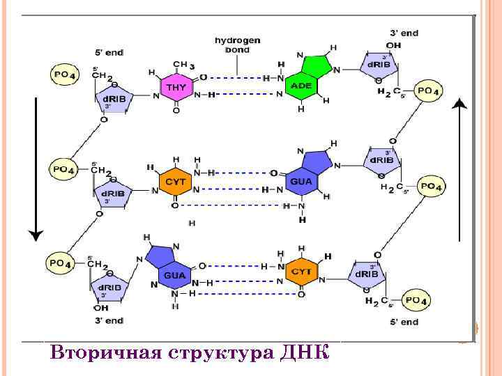 Вторичная структура ДНК 