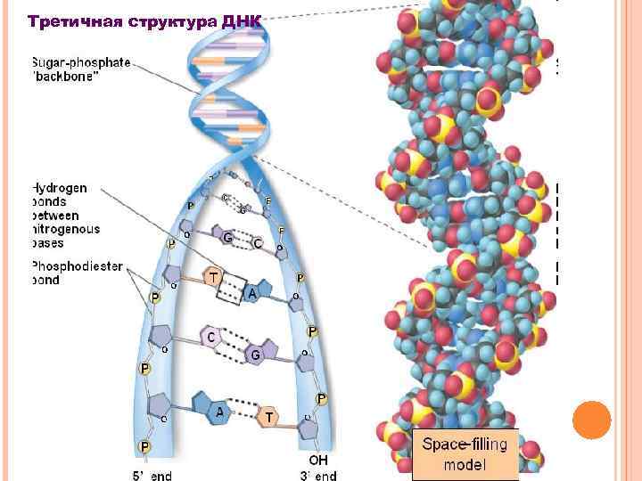 Третичная структура днк. Первичная и вторичная структура ДНК. Первичная вторичная и третичная структура ДНК. Третичная структура ДНК структура ДНК. Третичная структура ДНК, строение нуклеосом.