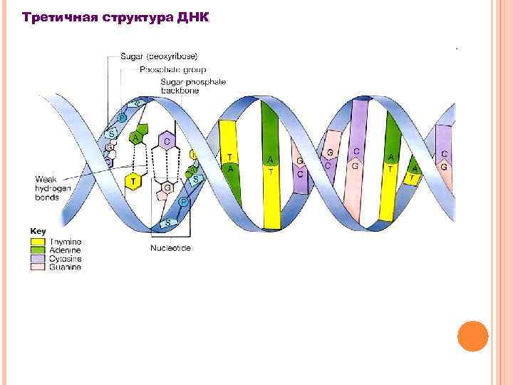 Третичная структура ДНК 
