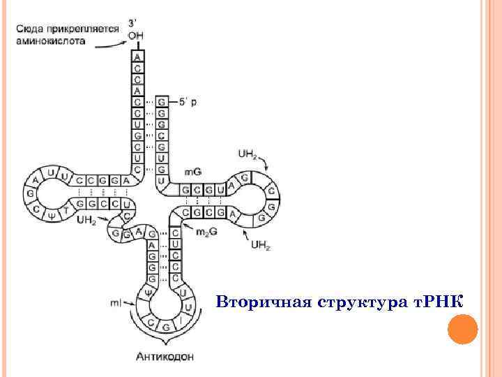 Вторичная структура т. РНК 