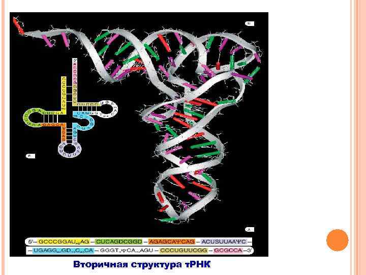 Вторичная структура т. РНК 