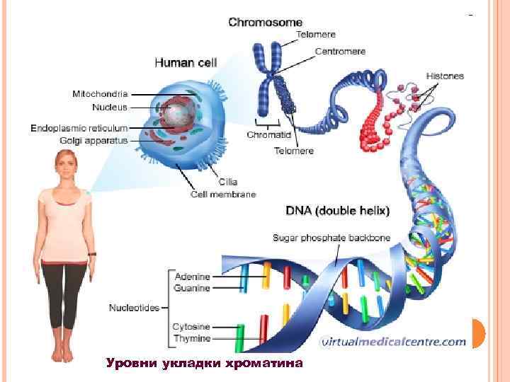 Уровни укладки хроматина 