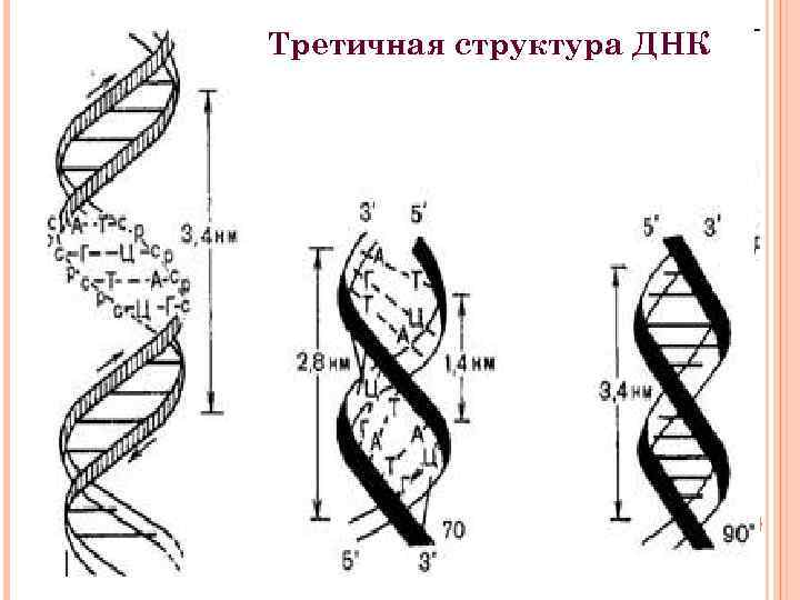 Третичная структура ДНК 