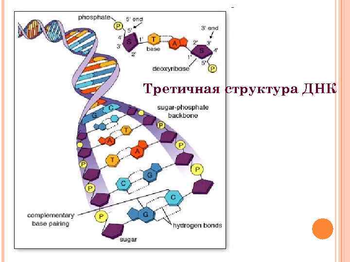Третичная структура ДНК 