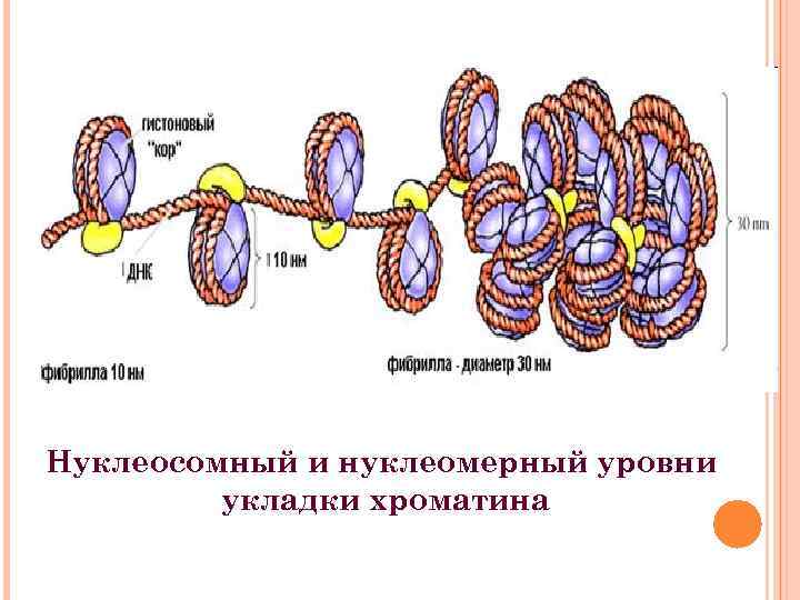 Уровни днк