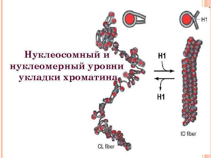 Нуклеосомный и нуклеомерный уровни укладки хроматина 