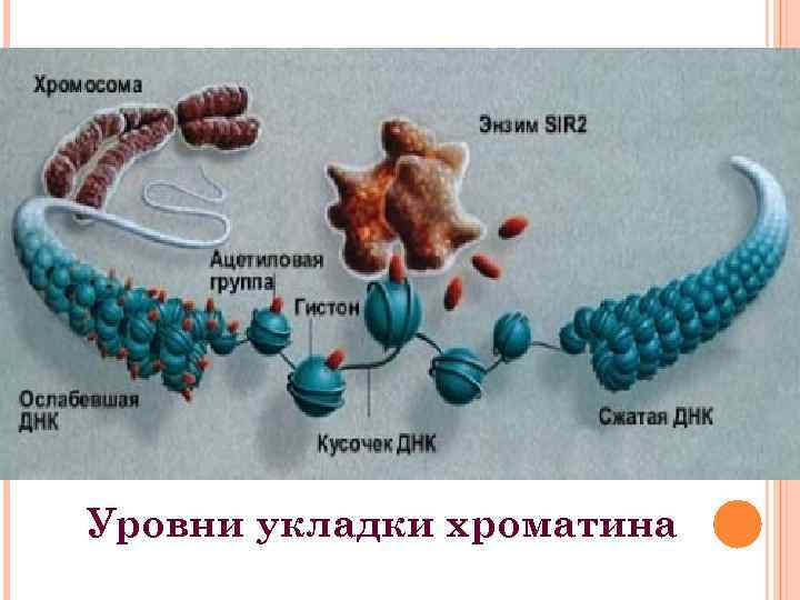 Уровни укладки хроматина 