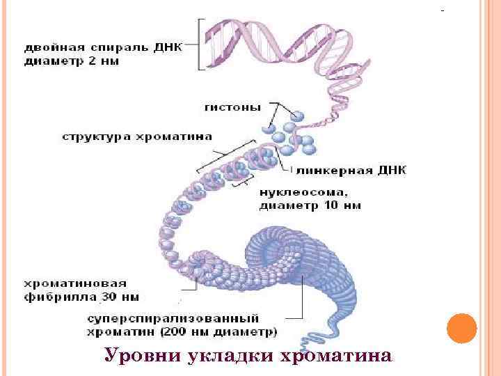 Уровни укладки хроматина 