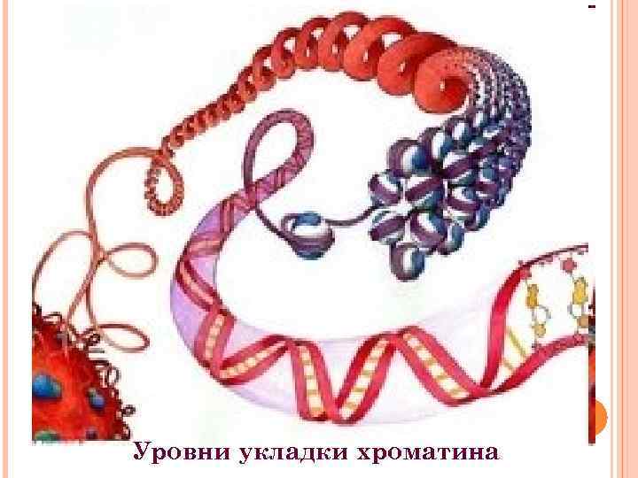 Уровни укладки хроматина 