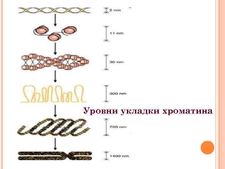 Уровни укладки хроматина 