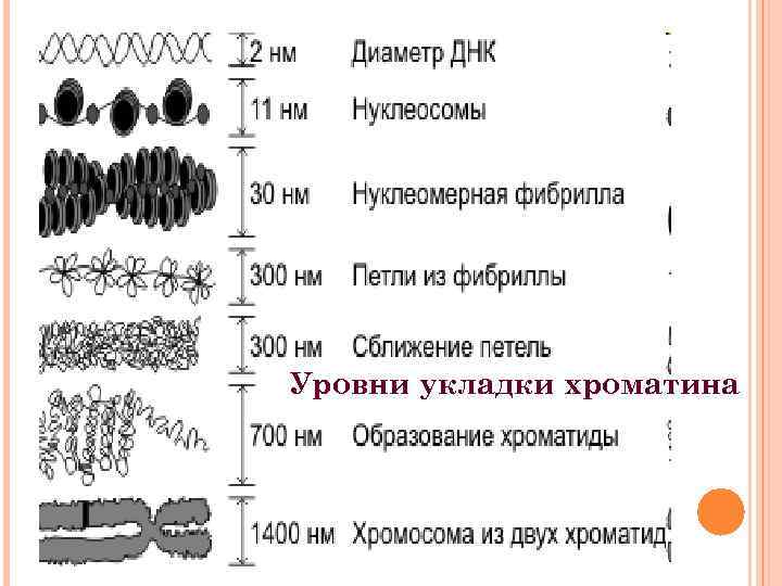 Схема упаковки днк